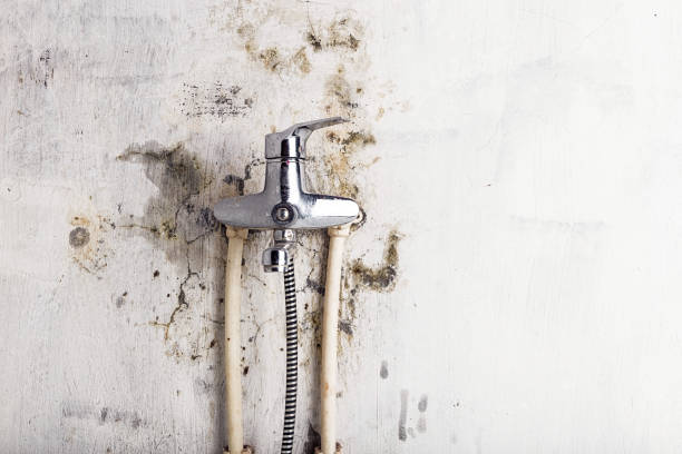 Best Home Mold Removal  in Highland Rk, PA