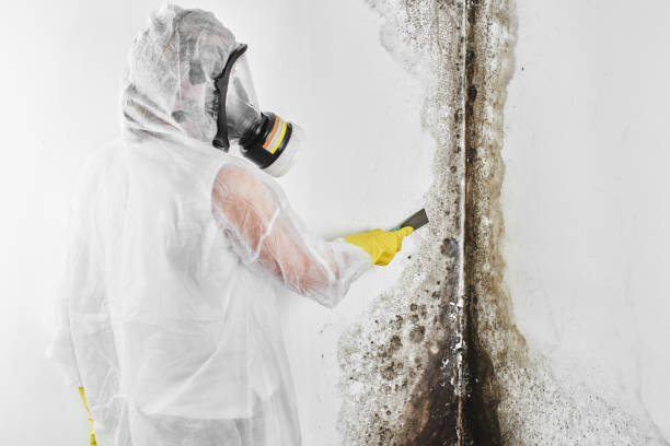 Mold Removal and Inspection in Highland Park, PA