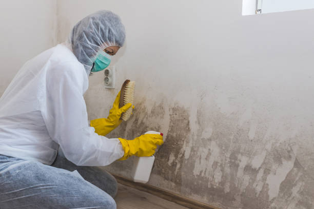 Best Crawl Space Mold Removal  in Highland Rk, PA