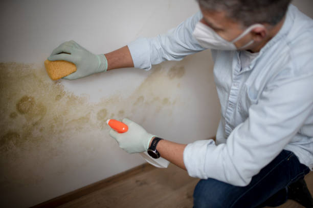 Best Attic Mold Removal  in Highland Rk, PA