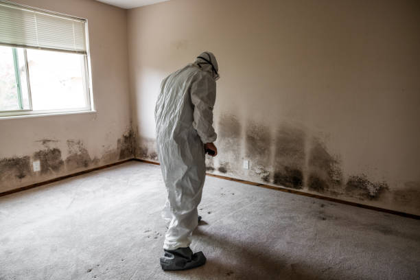 Best Black Mold Removal  in Highland Rk, PA